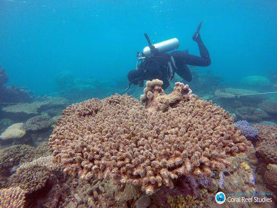 Scientists Assess Coral Mortality Following The Bleaching Event Northern Gbr Nov 2016