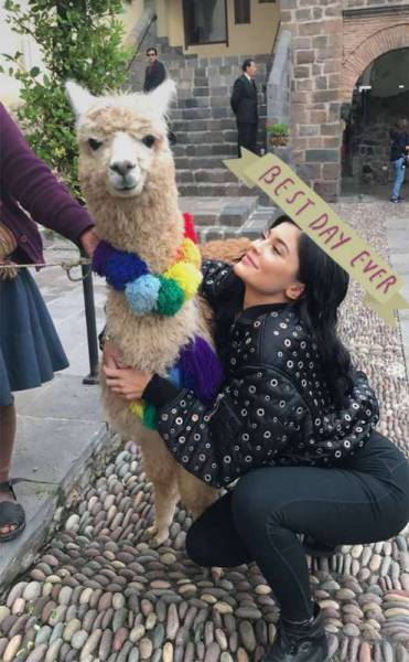 Kylie Jenner Alpaca 051017