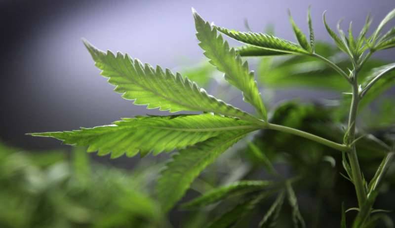 California Marijuana Legalization Faces Unlikely Foe in Pot Growers