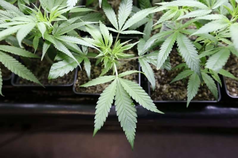 Drug cops raid an 81-year-old woman’s garden to take out a single marijuana plant