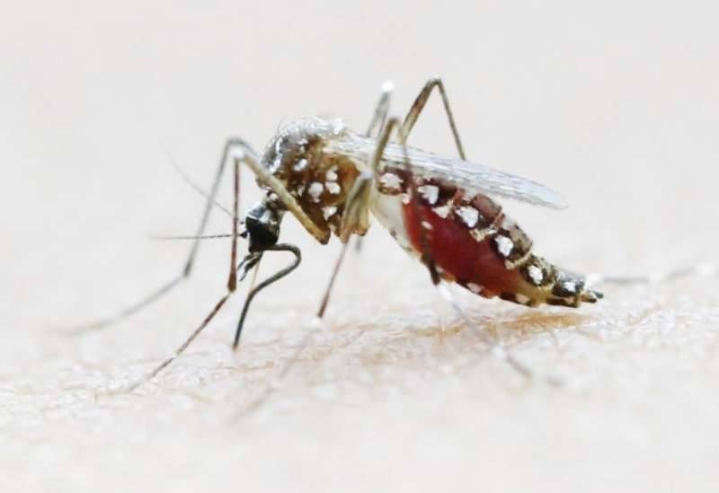 As the Aedes aegypti mosquito spreads globally, so does the risk of epidemics