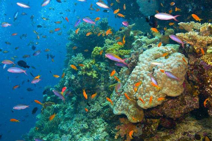 Australia’s Great Barrier Reef has worst coral die-off ever