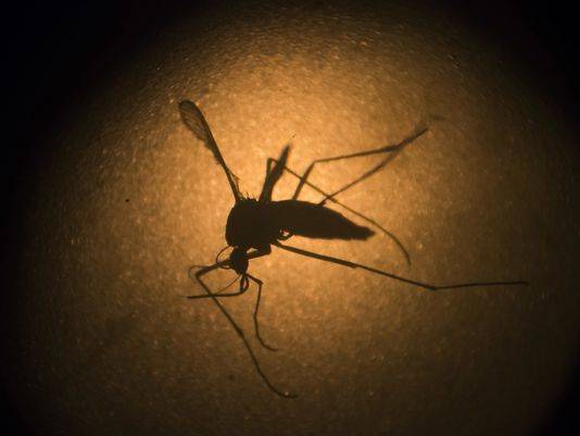 WHO: Zika no longer a world health emergency