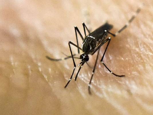 Indiana receives nearly $300K in grants to fight Zika virus