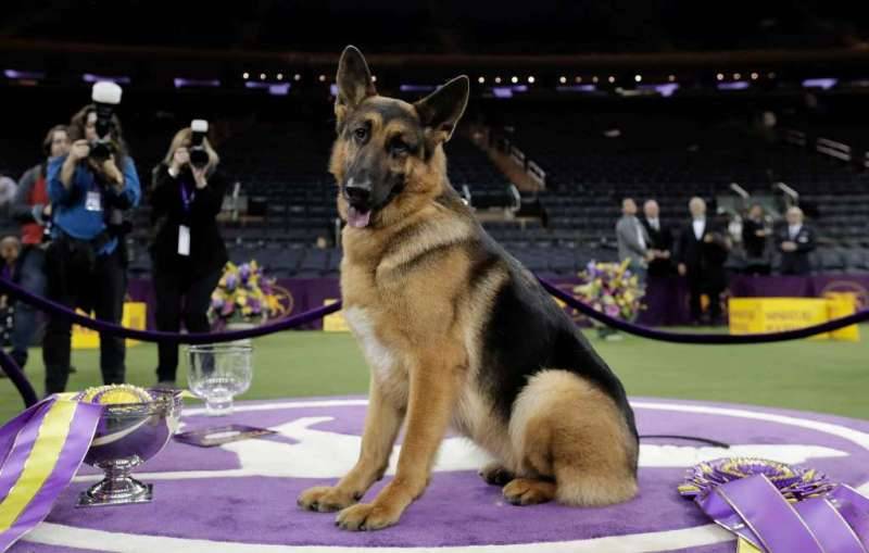 German Shepherd Rumor wins Westminster Kennel Club Best in Show