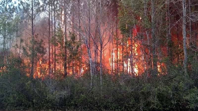 Florida fire started by book burning destroys two homes