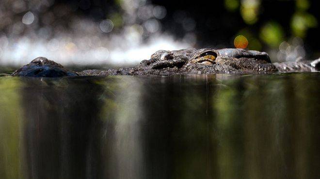 Man found dead in suspected crocodile attack in Australia