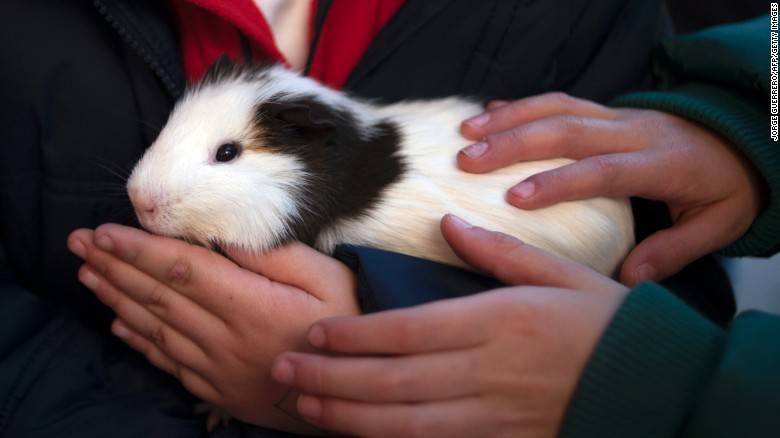 Taiwan bans eating dog and cat meat