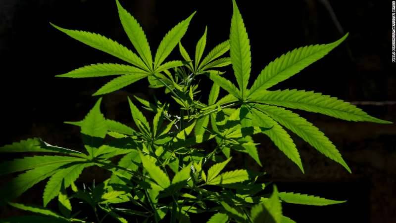 Cannabidiol slashes seizures in kids with rare epilepsy, study finds