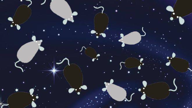 Frozen space sperm passes fertility test