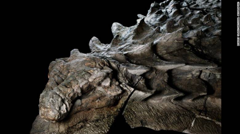 Shockingly lifelike dinosaur fossil makes public debut