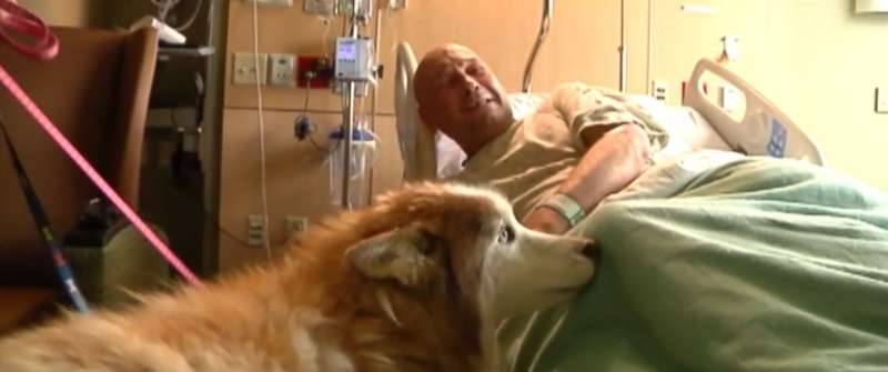 Tornado survivor gets hospital reunion with lost dogs