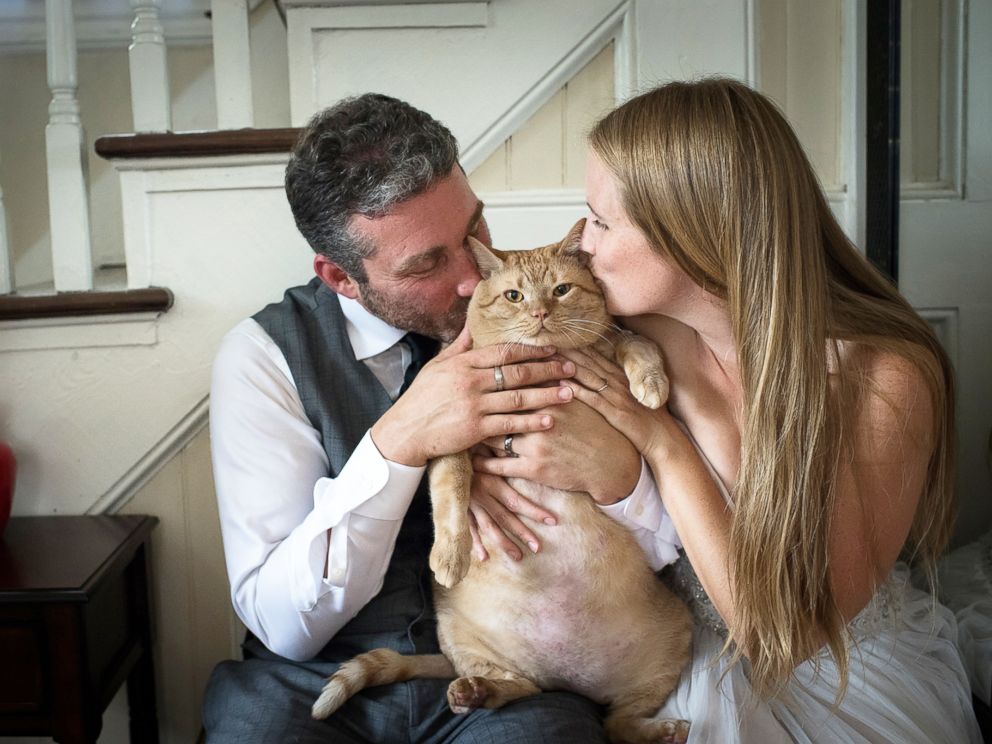 35-pound cat poses with adopted family in wedding photos