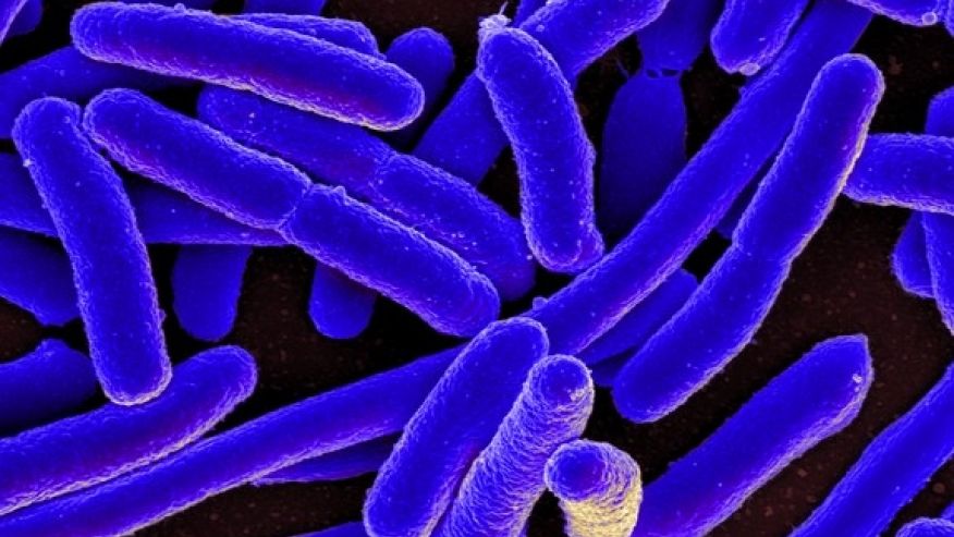 California boy contracts E. coli after swimming in popular lake