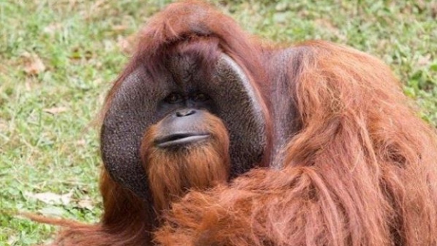 Chantek, the orangutan who used sign language, dies at 39
