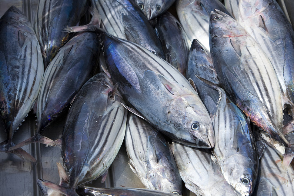 Fish Exposed to Wastewater Absorb Many Medications Meant for People