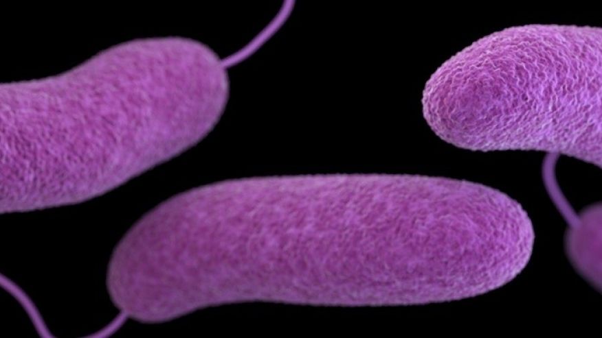 Florida resident catches deadly bacterial infection