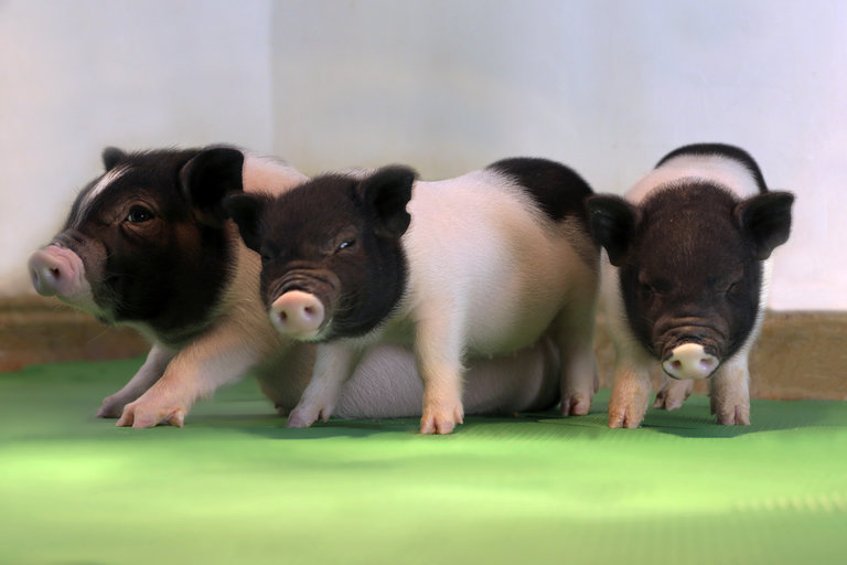 Gene Editing Spurs Hope for Transplanting Pig Organs Into Humans