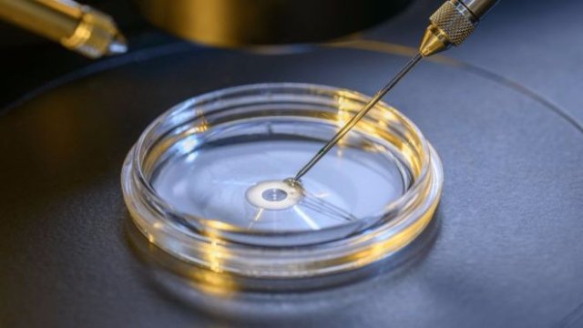 DNA surgery on embryos removes disease