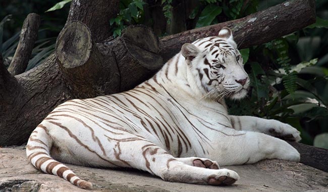 India national park: White tigers kill keeper
