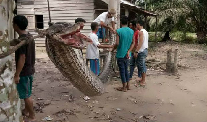 Man Wrestles 23-Foot Python In Indonesia