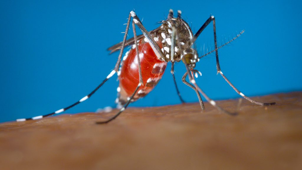 Medical school researchers awarded more than $2 million to test Zika vaccine in Brazil