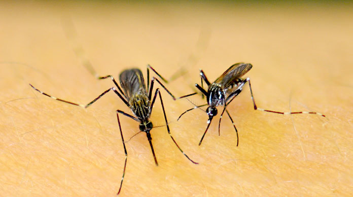 Eastern Equine Encephalitis in Oswego County, N.Y, more West Nile cases