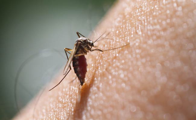 Zika vaccine shows promise in early human trial
