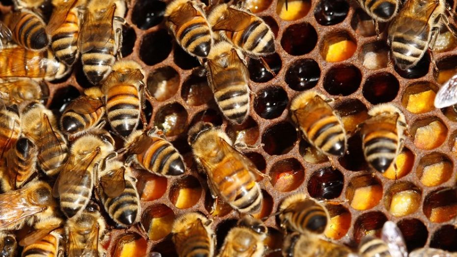 1 million bees euthanized after California truck crash
