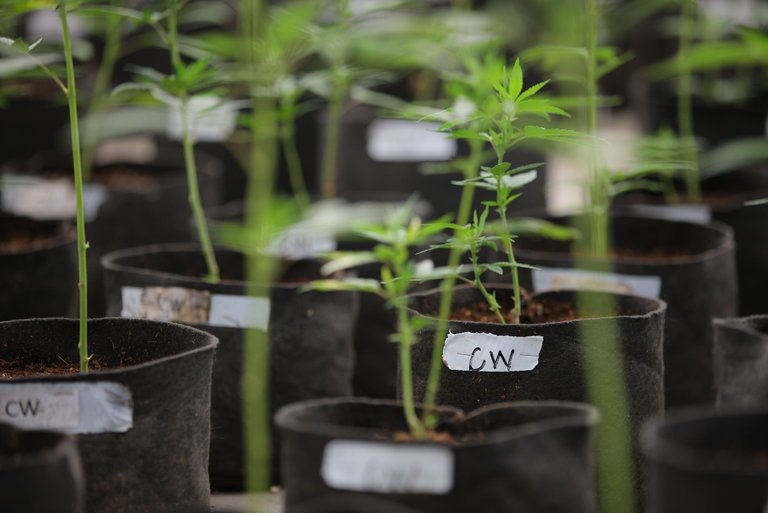F.D.A. Warns Companies Against Claims That Marijuana Cures Diseases