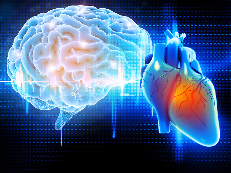 Heart Function Tied to Brain Function