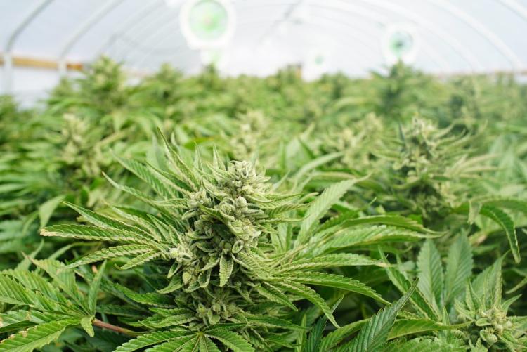 Marijuana products don’t cure cancer, FDA warns