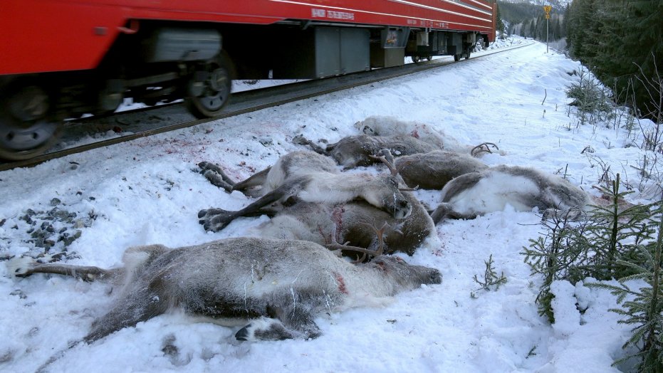 106 Norwegian Reindeer Killed by Freight Trains in 3 Days