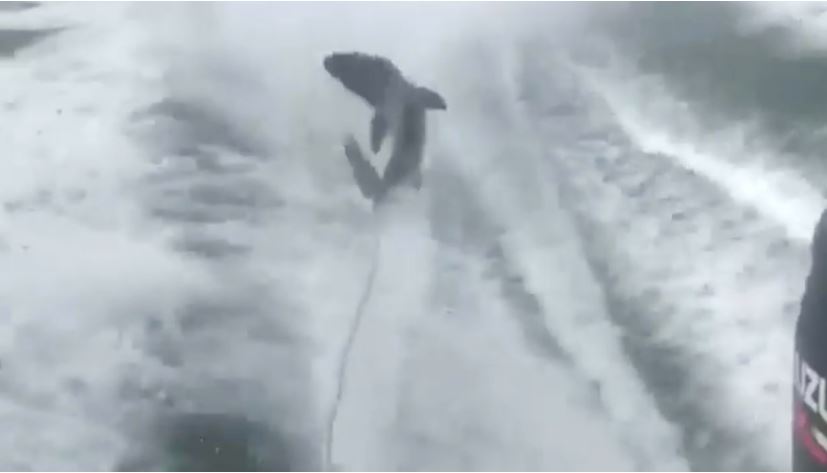 3 Florida men charged in shark-dragging video