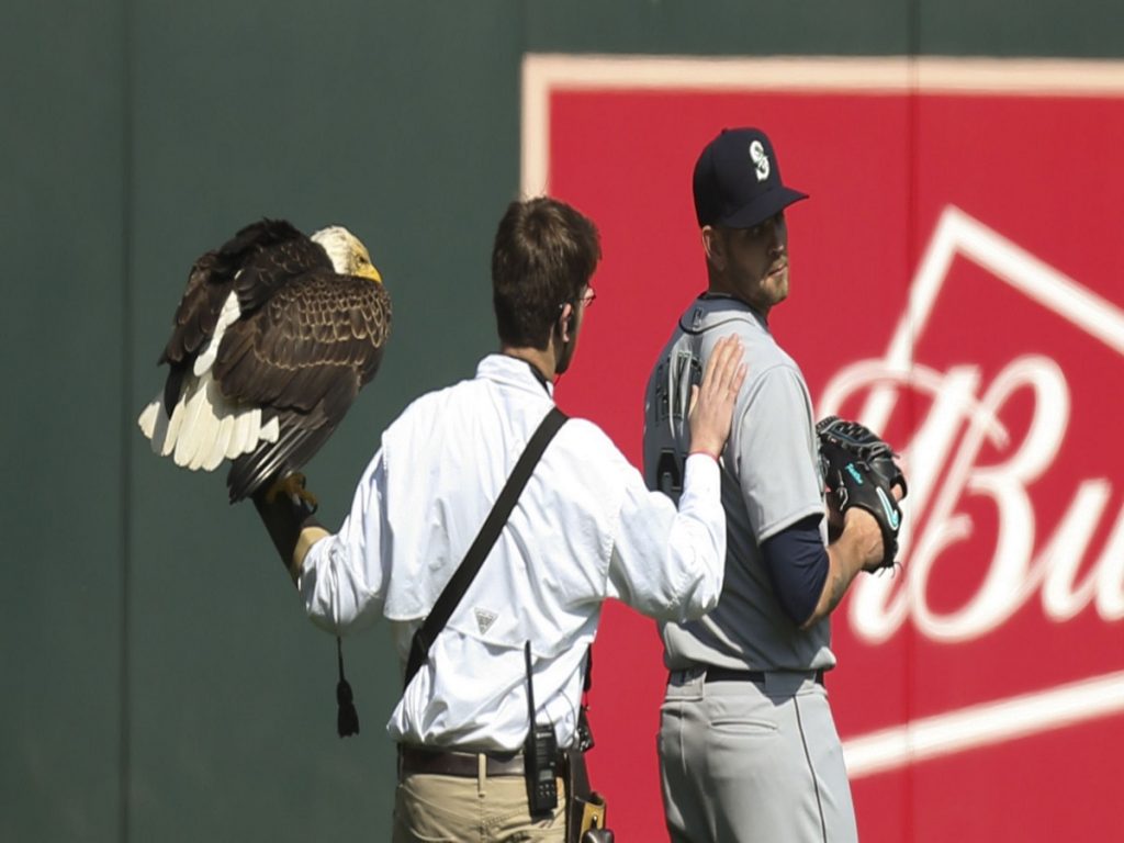 Mariners’ James Paxton unfazed by eagle encounter, but other players were terrified