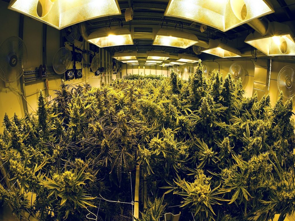 Trump agrees to leave state-legal marijuana programs alone