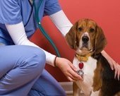 Mobile Vet 2 U NYC