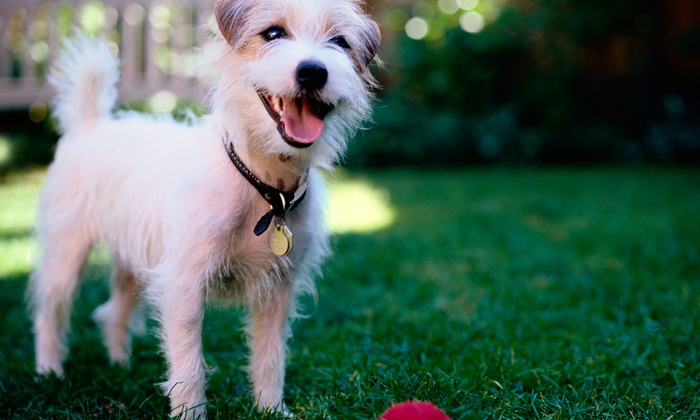 Four One-Hour Training Sessions For An Adult Dog Or Puppy ..