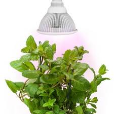 Sandalwood® Advanced LED Plant Grow Light for Hydroponic Garden and Greenhouse Use - 12W, E27 socket, 3 Bands