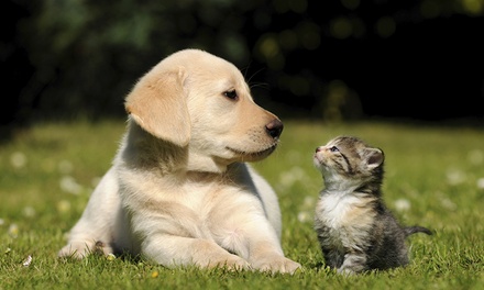 Four One-Hour Training Sessions for an Adult Dog or Puppy with Pack Leader Dog Academy (Up to 50% Off)