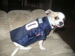 NFL Dog Hoodies. Sizes S-L Available.