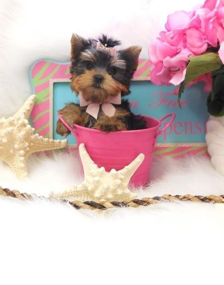 teacup yorkie puppies