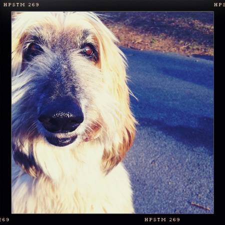 Visit NYC PETCARE.COM for private boarding, dog walking (Manhattan, Brooklyn, Queens)